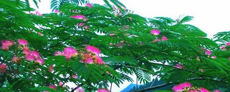 合欢树的养殖方法和注意事项 合欢树的养殖方法和注意事项