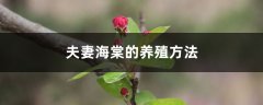 夫妻海棠的养殖方法和注意事项