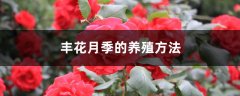 丰花月季的养殖方法和注意事项