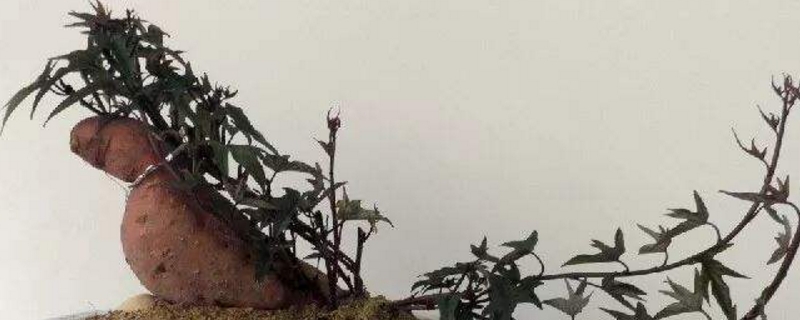 红薯盆景的养殖方法和注意事项 红薯盆景的养殖方法和注意事项
