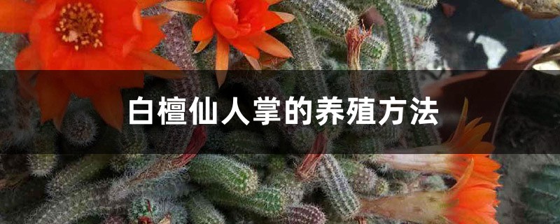 白檀仙人掌的养殖方法和注意事项 白檀仙人掌的养殖方法和注意事项