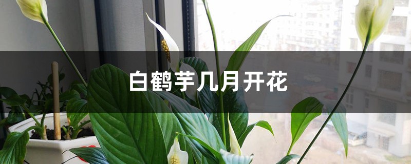 白鹤芋几月开花 白鹤芋几月开花