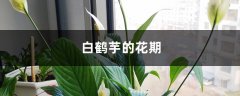 白鹤芋的花期时间