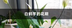 白鹤芋的花期时间