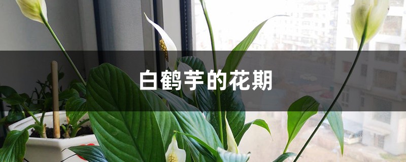 白鹤芋的花期时间 白鹤芋的花期时间