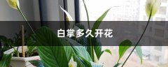 白掌多久开花