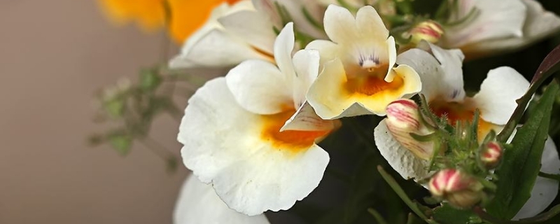 龙面花的养殖方法和注意事项 龙面花的养殖方法和注意事项