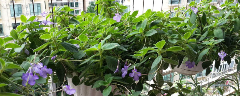 海豚花的养殖方法和注意事项 海豚花的养殖方法和注意事项