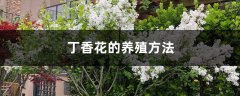 丁香花的养殖方法和注意事项