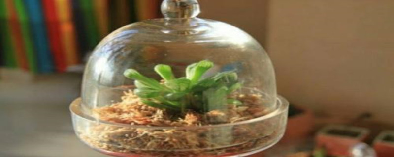 植物闷养原理 植物闷养原理