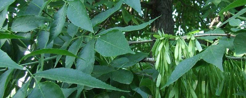 植物怎么来的 植物怎么来的