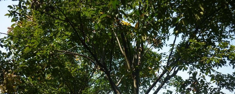 重阳木的养殖方法和注意事项 重阳木的养殖方法和注意事项