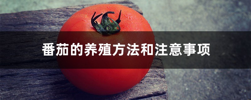 番茄的养殖方法和注意事项 番茄的养殖方法和注意事项