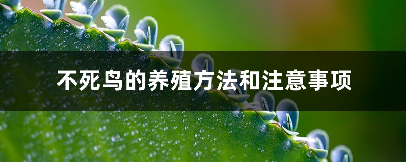 不死鸟的养殖方法和注意事项 不死鸟的养殖方法和注意事项