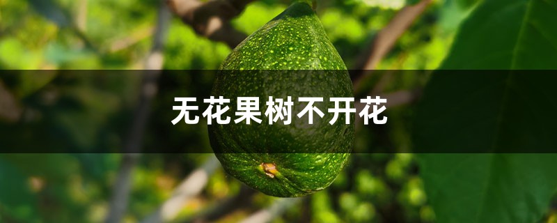 无花果树不开花吗