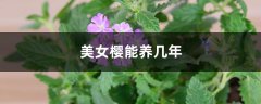 美女樱能养几年