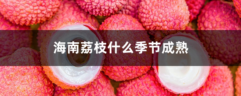 海南荔枝什么季节成熟 海南荔枝什么季节成熟