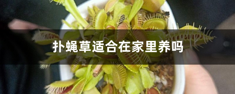 扑蝇草适合在家里养吗 扑蝇草适合在家里养吗