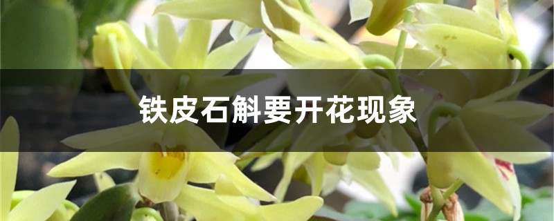 铁皮石斛要开花现象 铁皮石斛要开花现象