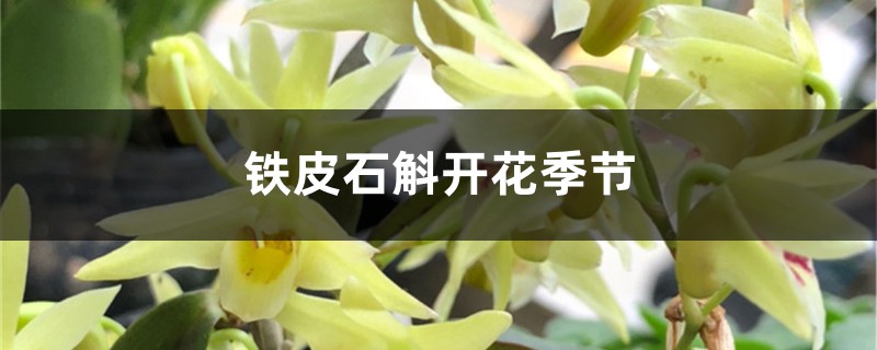 铁皮石斛开花季节 铁皮石斛开花季节