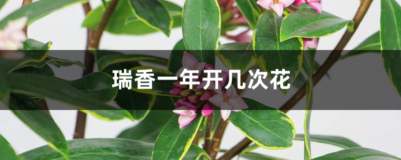 瑞香一年开几次花 瑞香一年开几次花