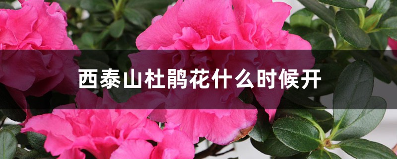 西泰山杜鹃花什么时候开