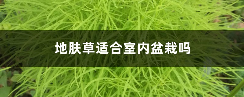 地肤草适合室内盆栽吗 地肤草适合室内盆栽吗