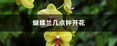 蝴蝶兰几点钟开花