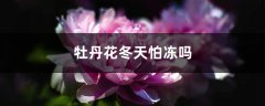 牡丹花冬天怕冻吗