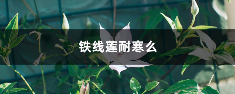 铁线莲耐寒吗 铁线莲耐寒吗