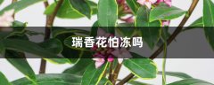 瑞香花怕冻吗