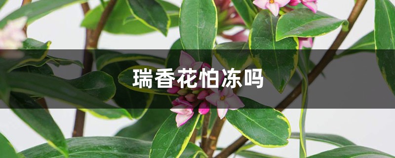 瑞香花怕冻吗 瑞香花怕冻吗