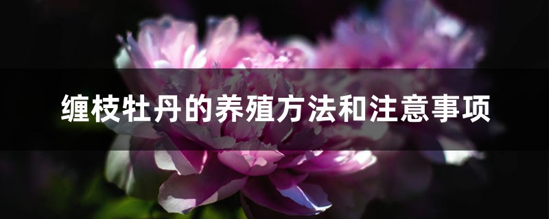 缠枝牡丹的养殖方法和注意事项 缠枝牡丹的养殖方法和注意事项