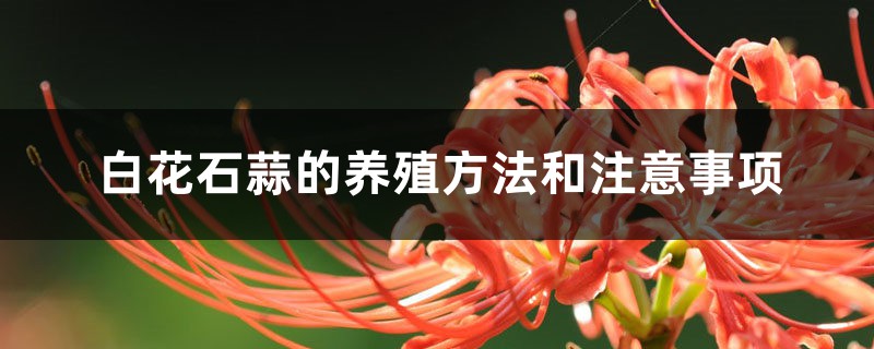 白花石蒜的养殖方法和注意事项 白花石蒜的养殖方法和注意事项