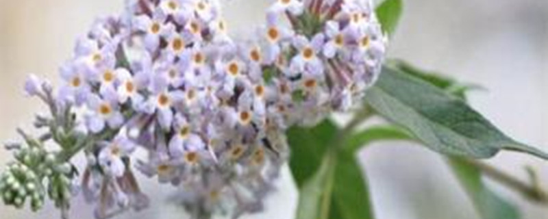 密蒙花的养殖方法 密蒙花的养殖方法