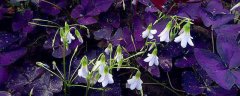 紫叶醡浆草的养殖方法和注意事项
