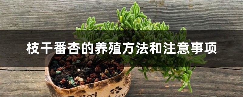 枝干番杏的养殖方法和注意事项 枝干番杏的养殖方法和注意事项