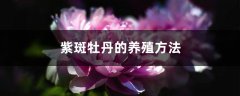 紫斑牡丹的养殖方法