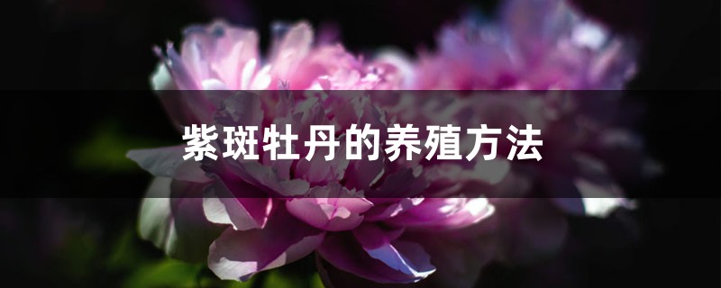 紫斑牡丹的养殖方法