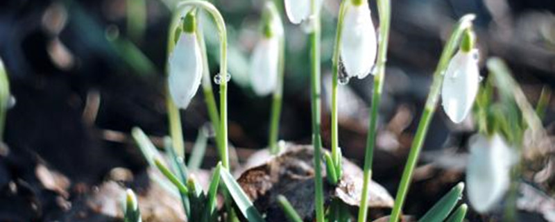 雪滴花怎么养长得好 雪滴花怎么养长得好