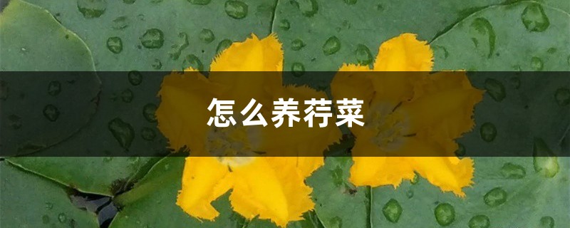 怎么养荇菜