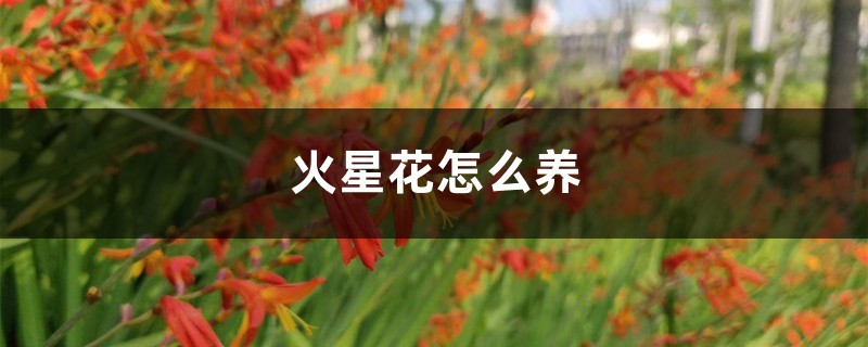 火星花怎么养