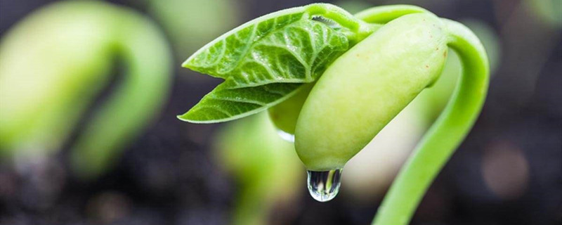 豆芽的养殖方法 豆芽的养殖方法