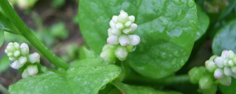 潺菜的养殖方法 潺菜的养殖方法