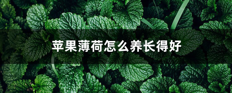 苹果薄荷怎么养长得好 苹果薄荷怎么养长得好