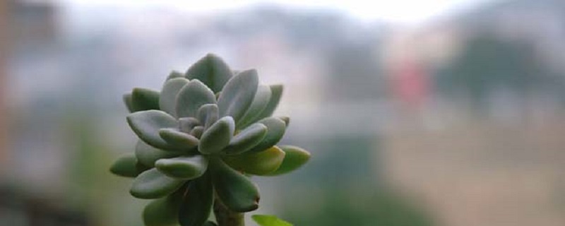 厚脸皮植物怎么养 厚脸皮植物怎么养