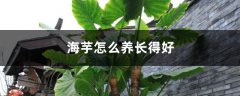 海芋怎么养长得好