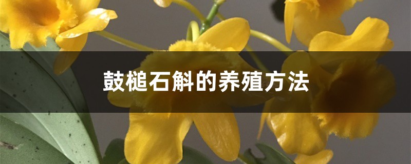 鼓槌石斛的养殖方法 鼓槌石斛的养殖方法