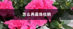 怎么养露珠杜鹃