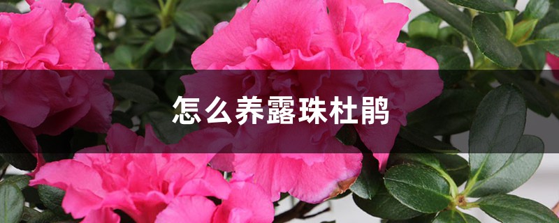 怎么养露珠杜鹃 怎么养露珠杜鹃